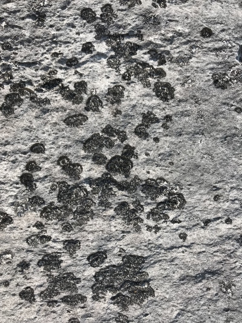 Blackthread Lichen photo 8