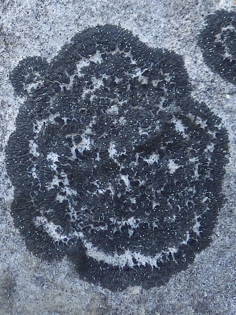 Blackthread Lichen
