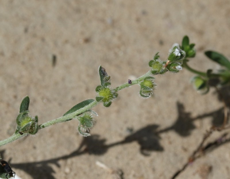 Adobe Popcornflower photo 5