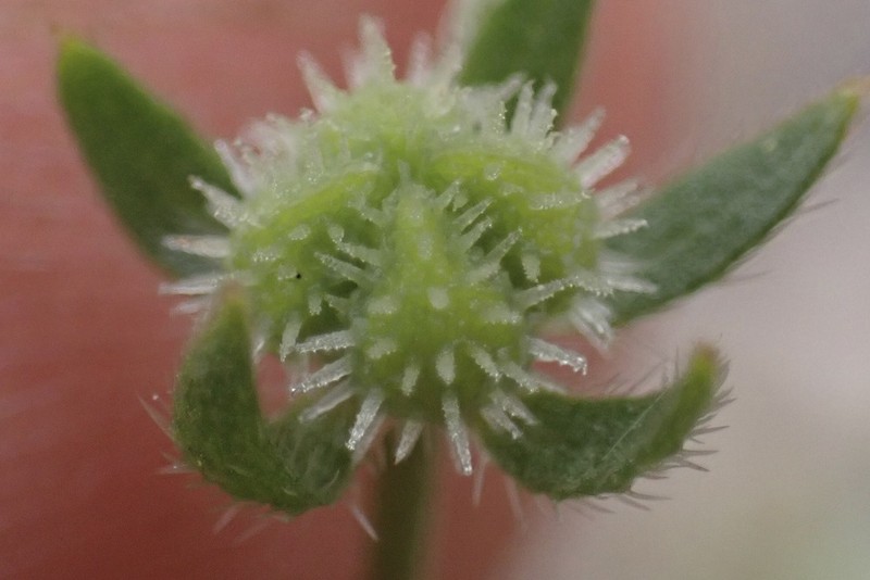 Adobe Popcornflower photo 6