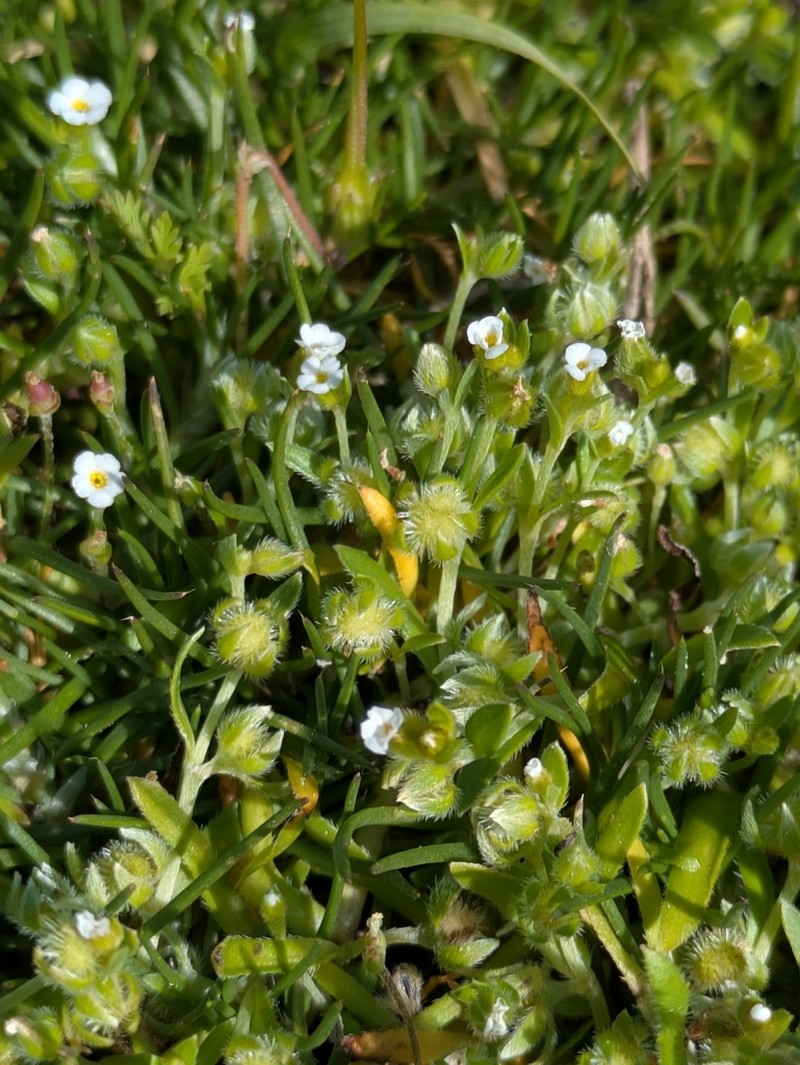 Adobe Popcornflower photo 7