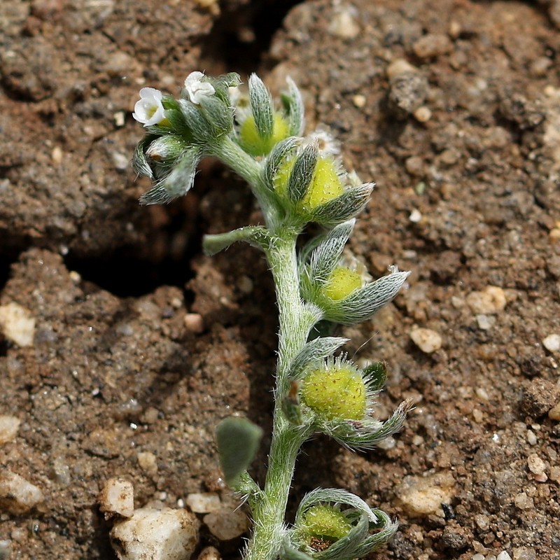 Adobe Popcornflower photo 8