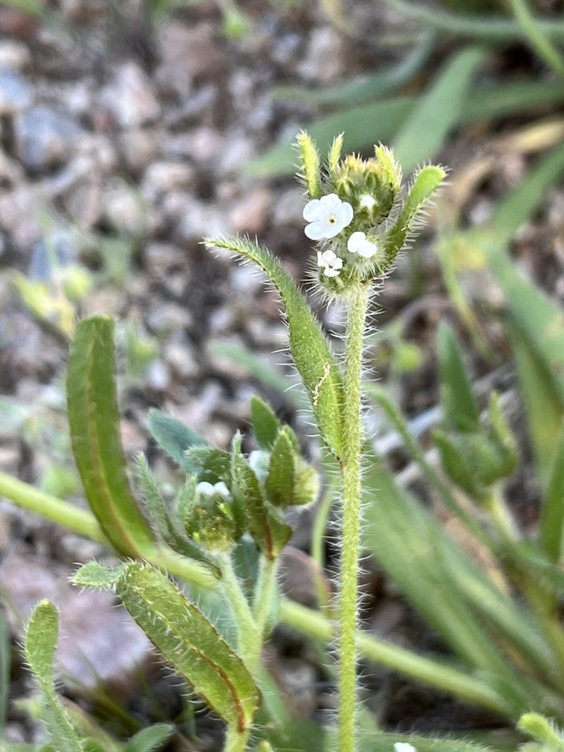 Arizona Popcornflower photo 2