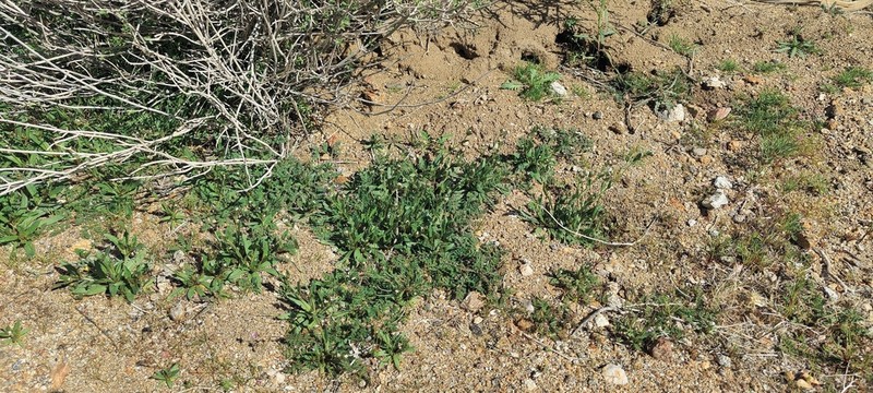 Arizona Popcornflower photo 3