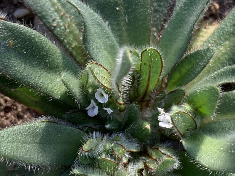 Arizona Popcornflower photo 4