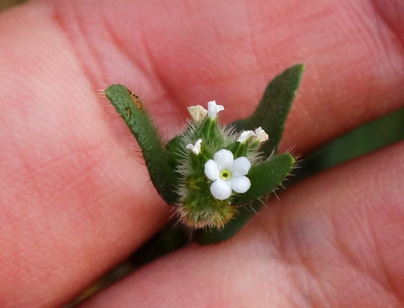 Arizona Popcornflower photo 5