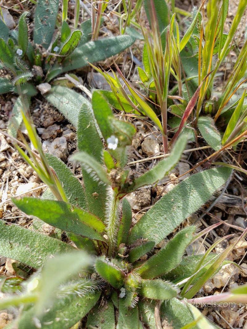Arizona Popcornflower photo 6