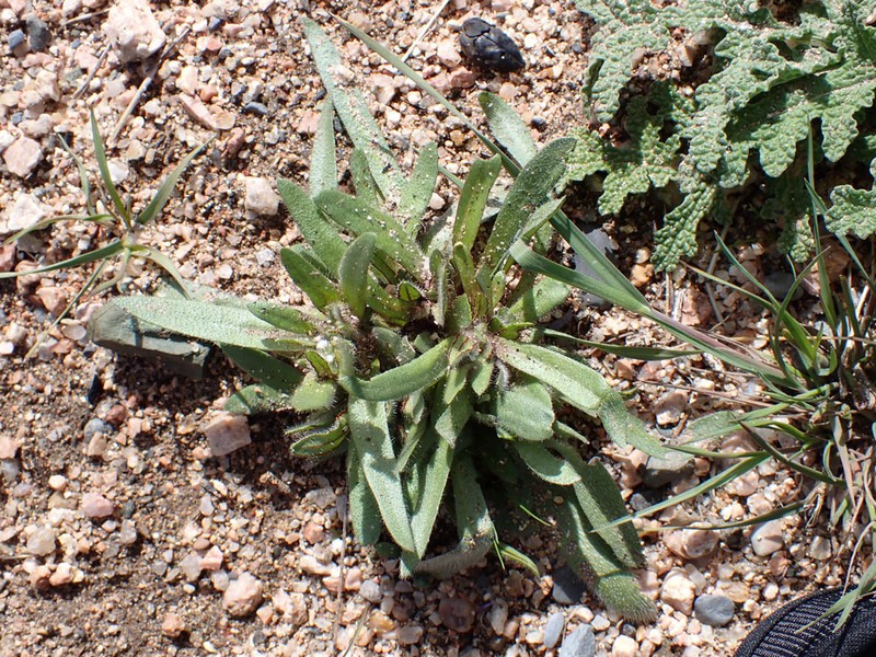 Arizona Popcornflower photo 7