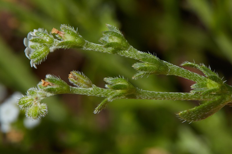 Bracted Popcornflower photo 2