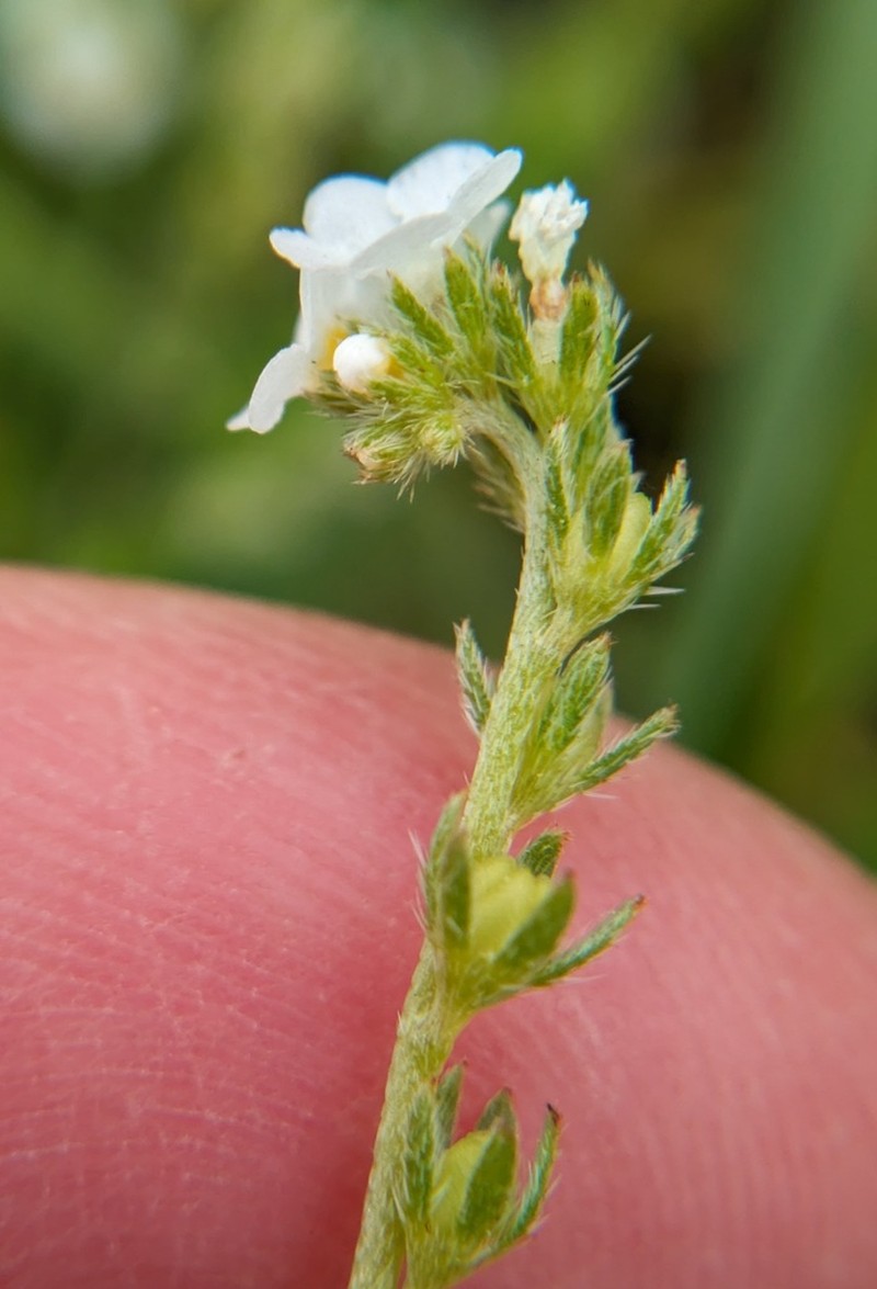 Bracted Popcornflower photo 3