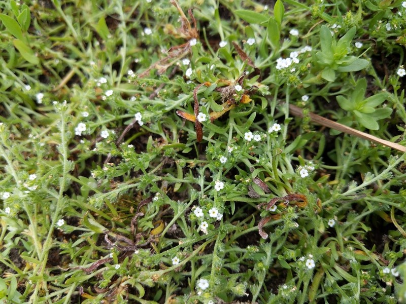 Bracted Popcornflower photo 4
