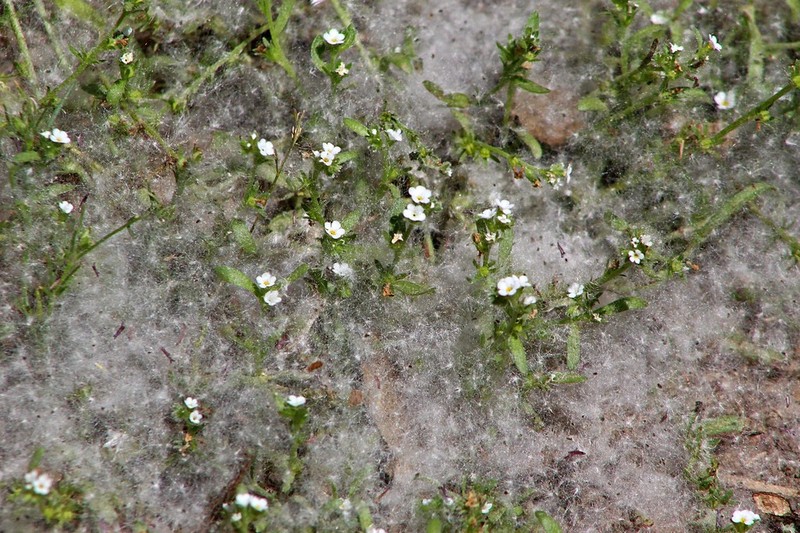 Bracted Popcornflower photo 5