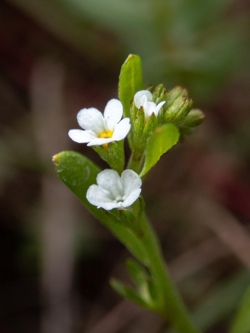 Bracted Popcornflower photo 6