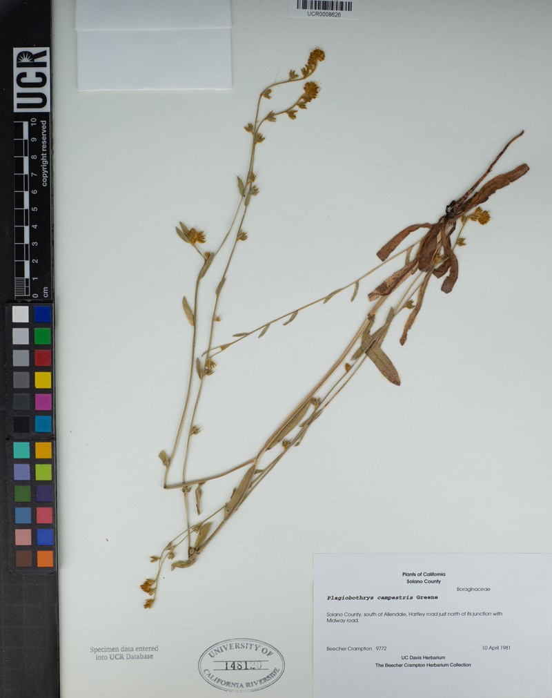 Plagiobothrys campestris