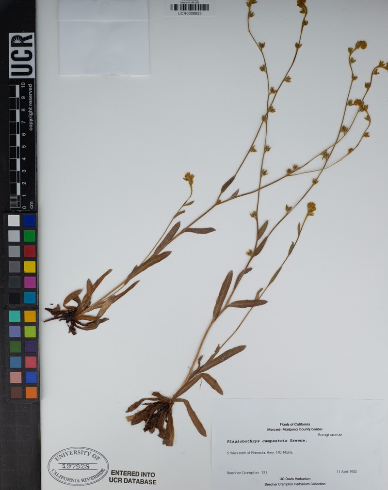 Plagiobothrys campestris photo 2