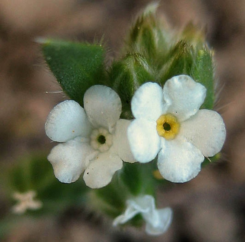 Valley Popcornflower