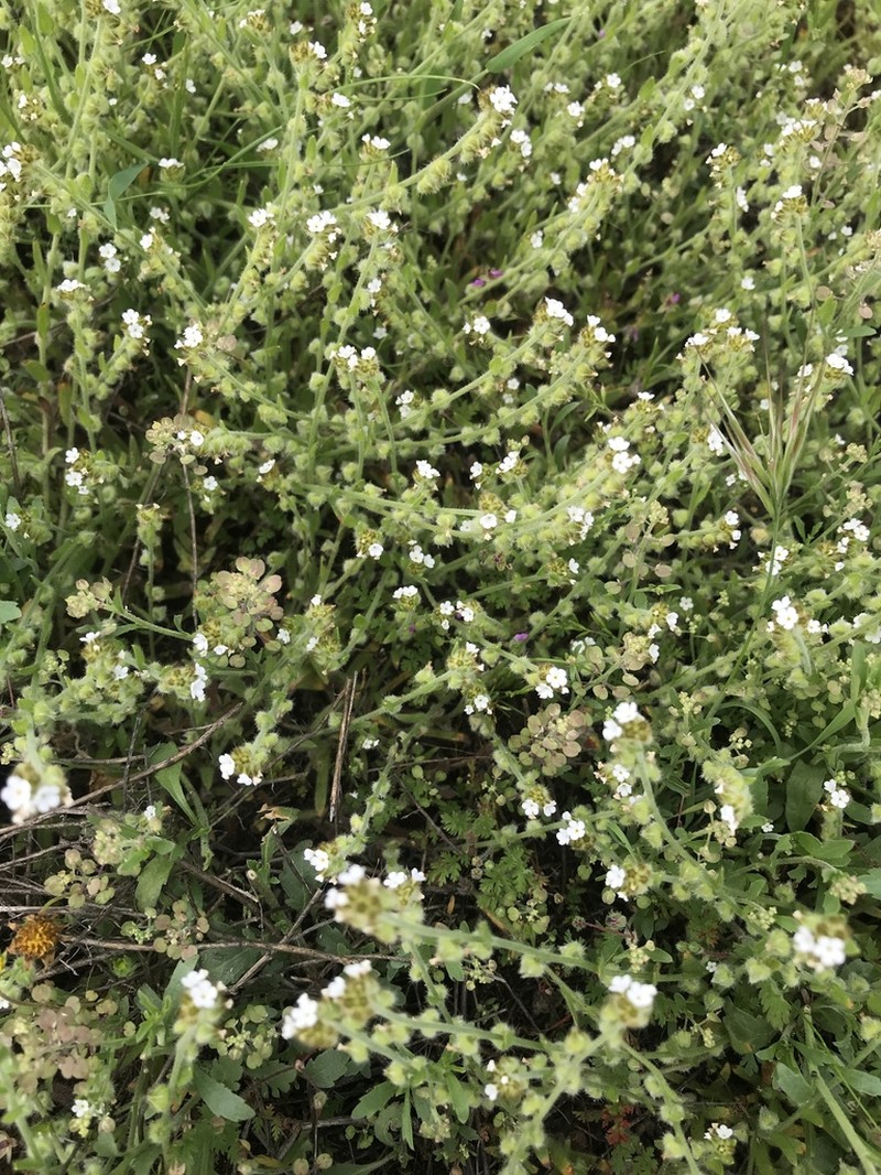 Valley Popcornflower photo 2