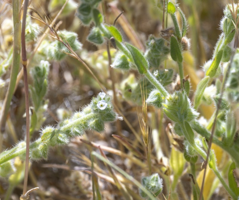 Valley Popcornflower photo 4