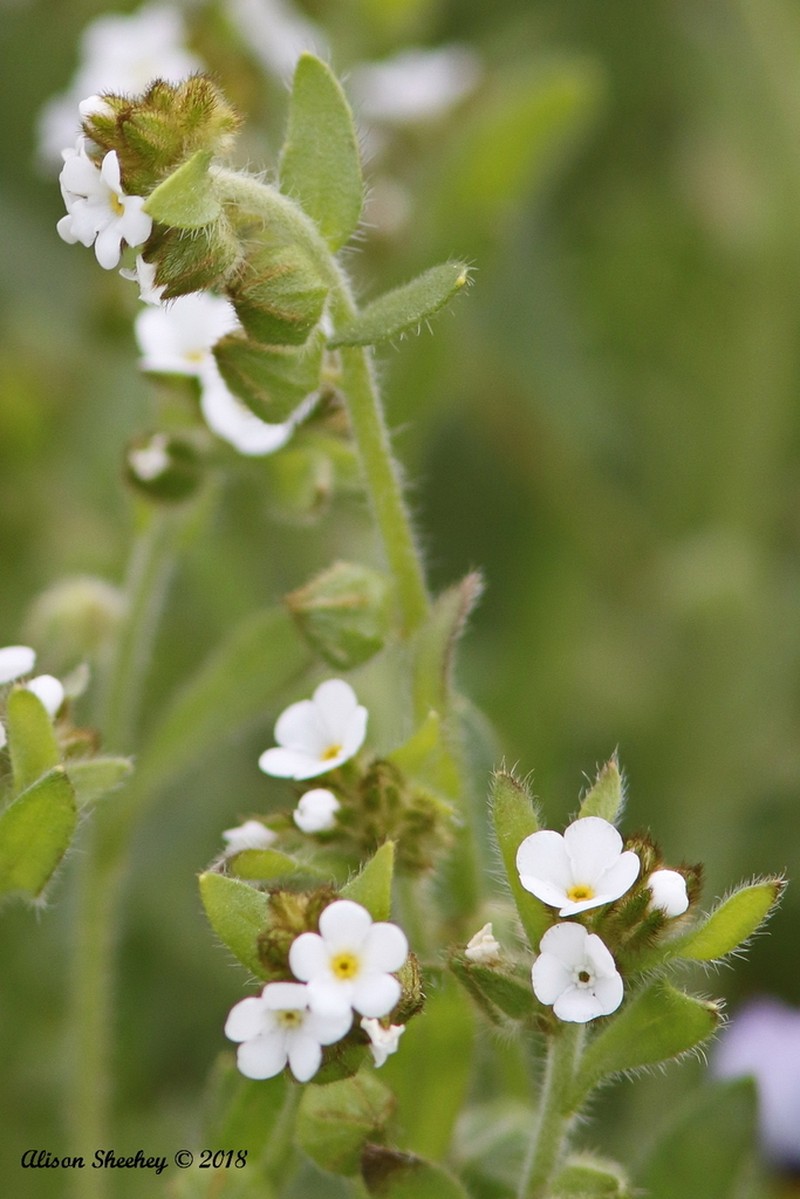 Valley Popcornflower photo 5