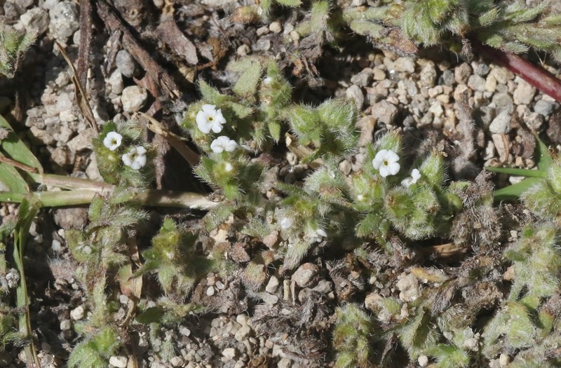 Valley Popcornflower photo 6