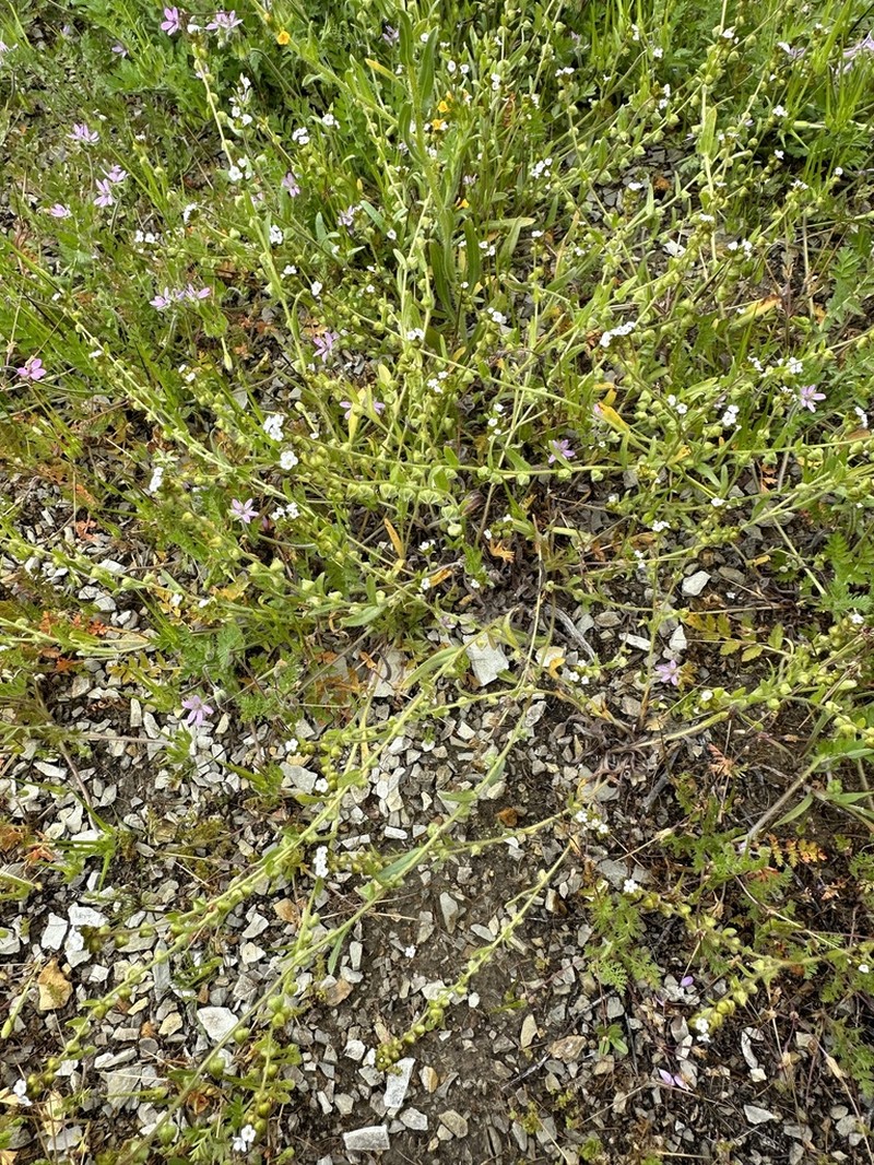 Valley Popcornflower photo 7
