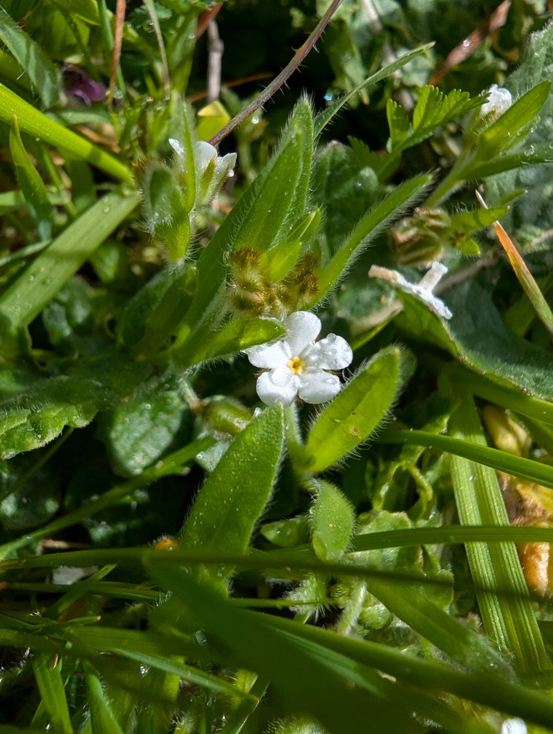 Plagiobothrys canescens var. canescens