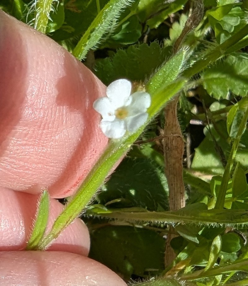 Plagiobothrys canescens var. canescens photo 2
