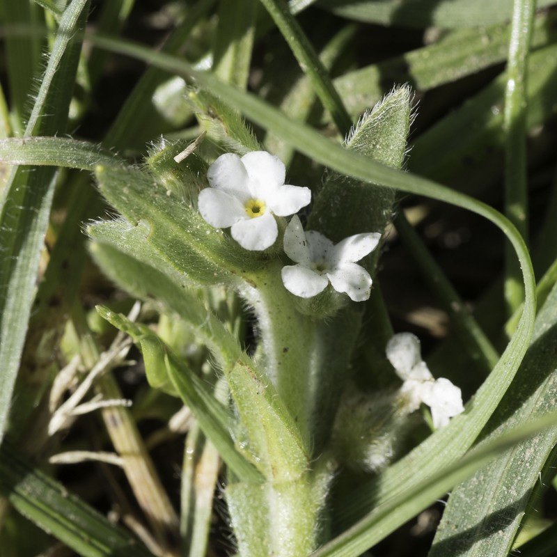 Plagiobothrys canescens var. canescens photo 3