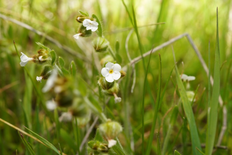 Plagiobothrys canescens var. canescens photo 4
