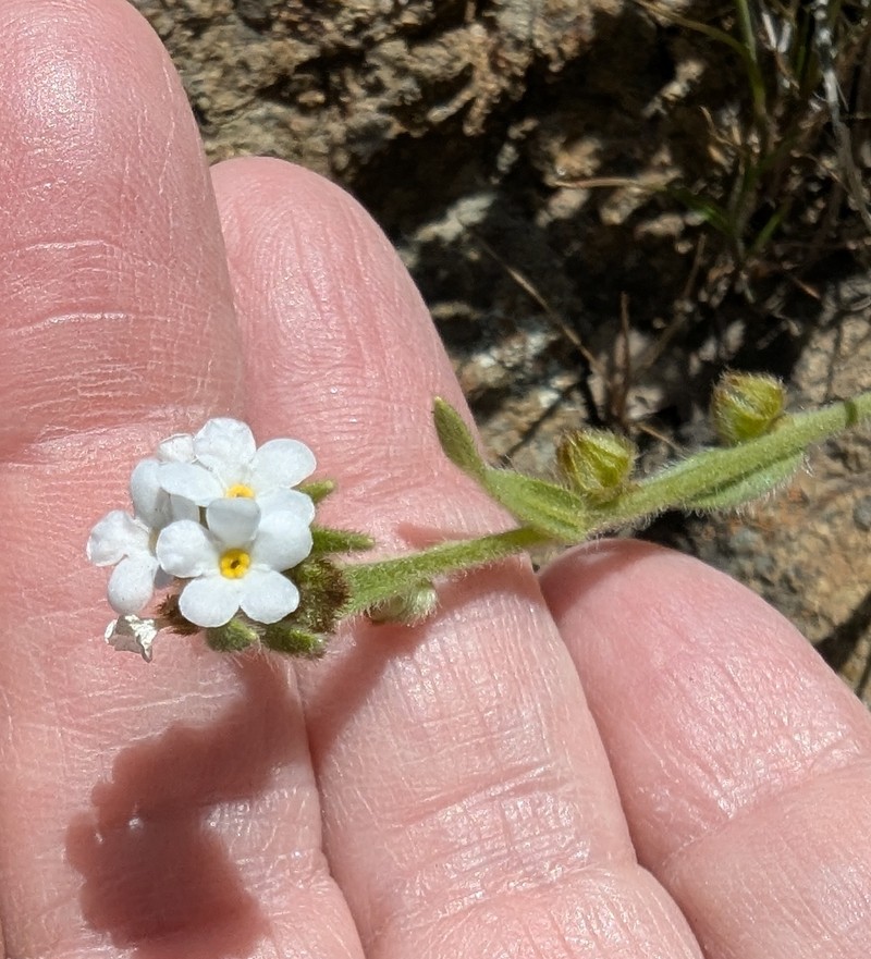 Plagiobothrys canescens var. canescens photo 5