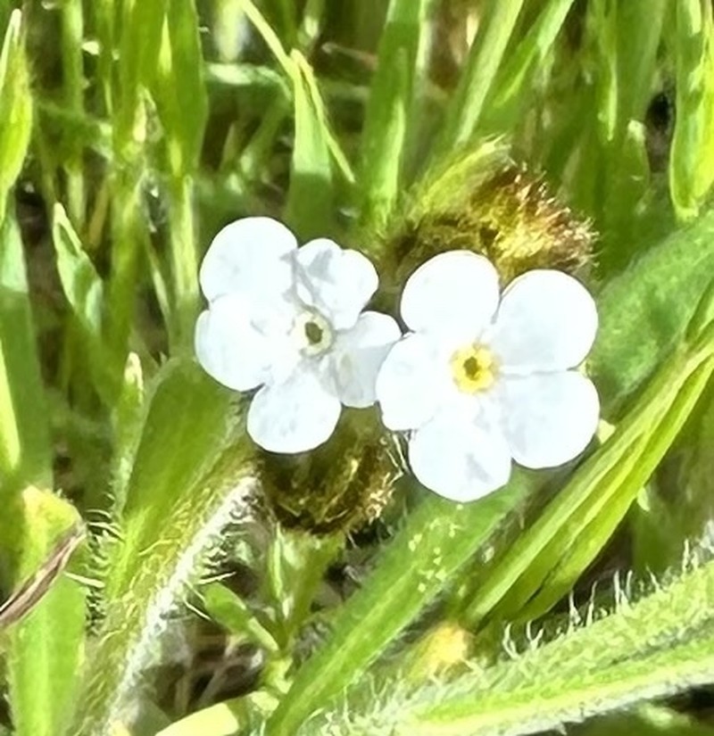 Plagiobothrys canescens var. canescens photo 6
