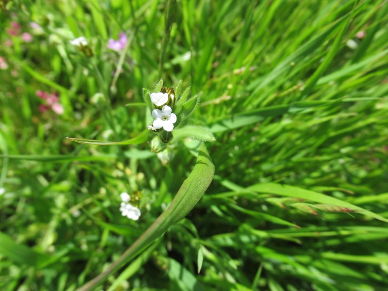 Plagiobothrys canescens var. canescens photo 7