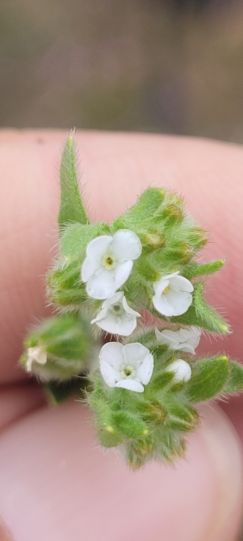 Plagiobothrys canescens var. catalinensis