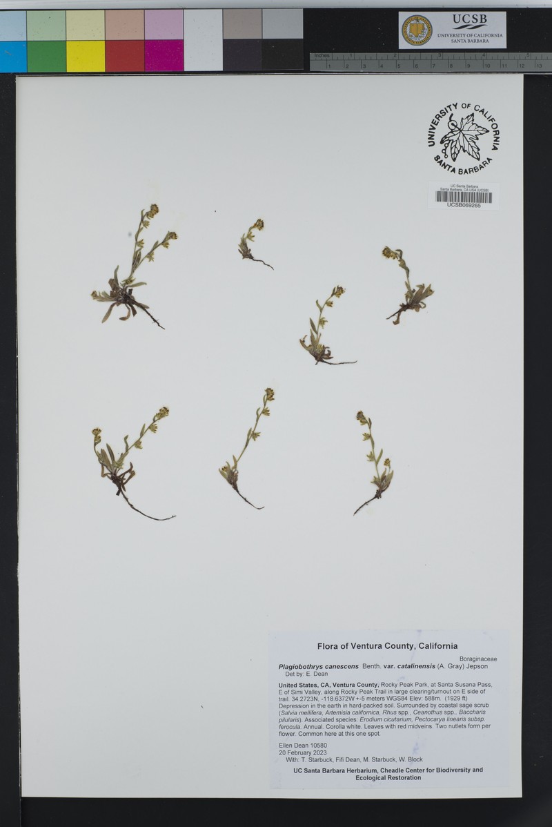 Plagiobothrys canescens var. catalinensis photo 2