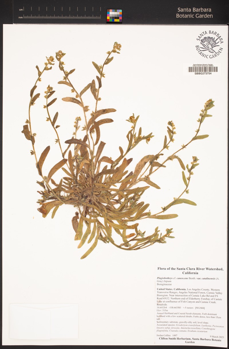 Plagiobothrys canescens var. catalinensis photo 3