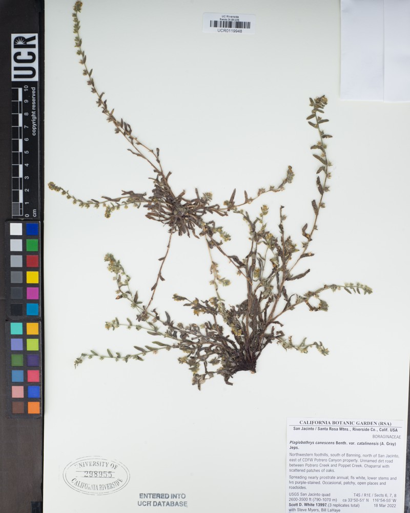 Plagiobothrys canescens var. catalinensis photo 4