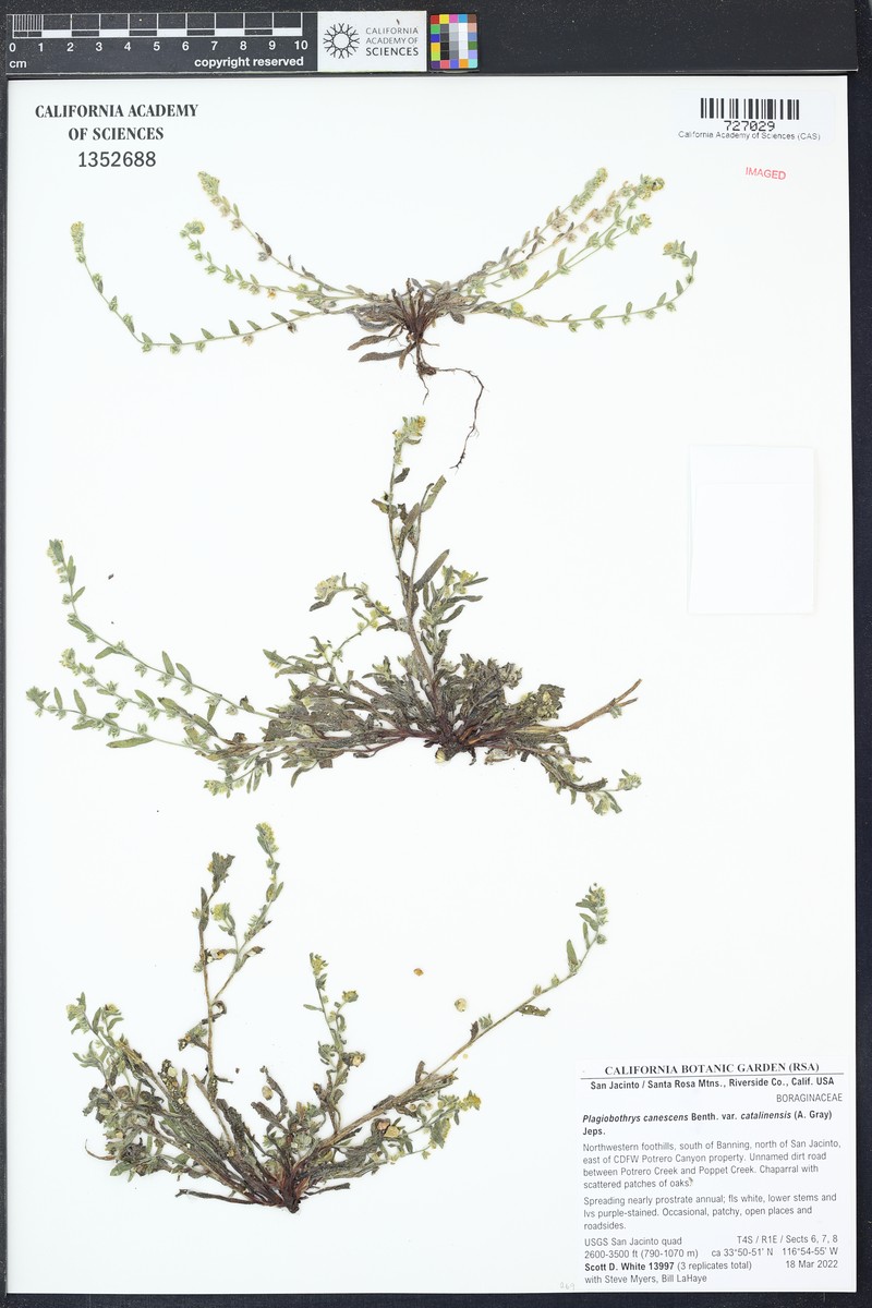 Plagiobothrys canescens var. catalinensis photo 6