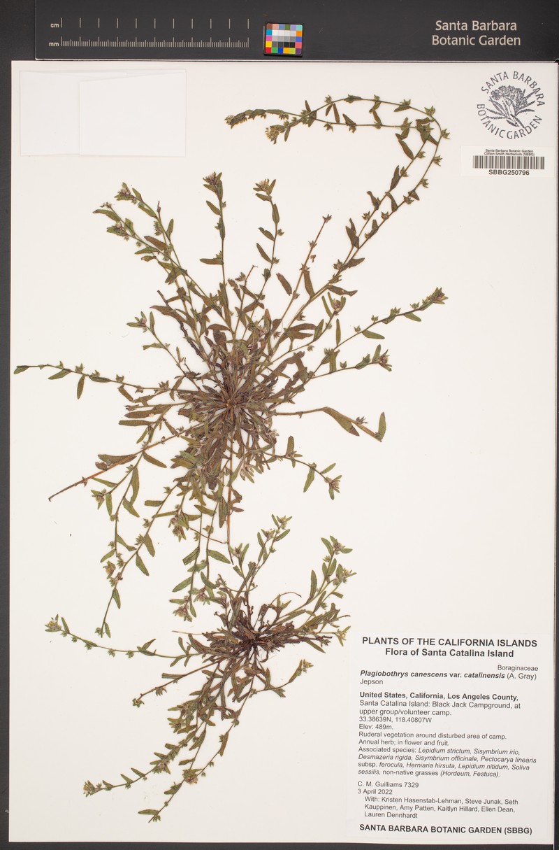 Plagiobothrys canescens var. catalinensis photo 8