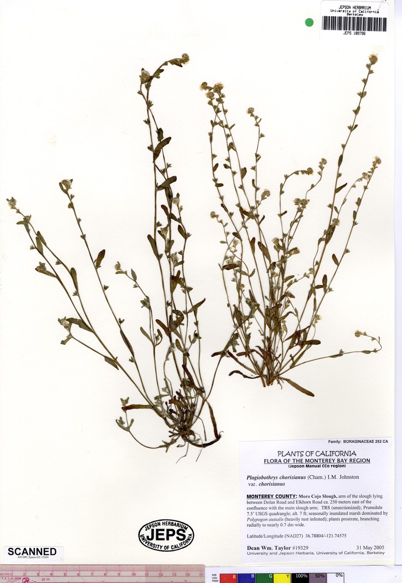 artist's popcornflower