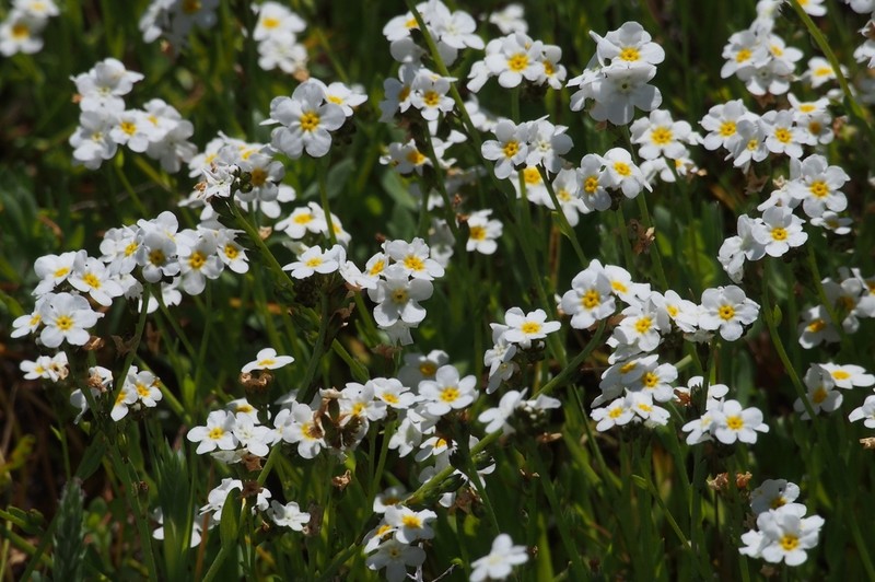 artist's popcornflower photo 2