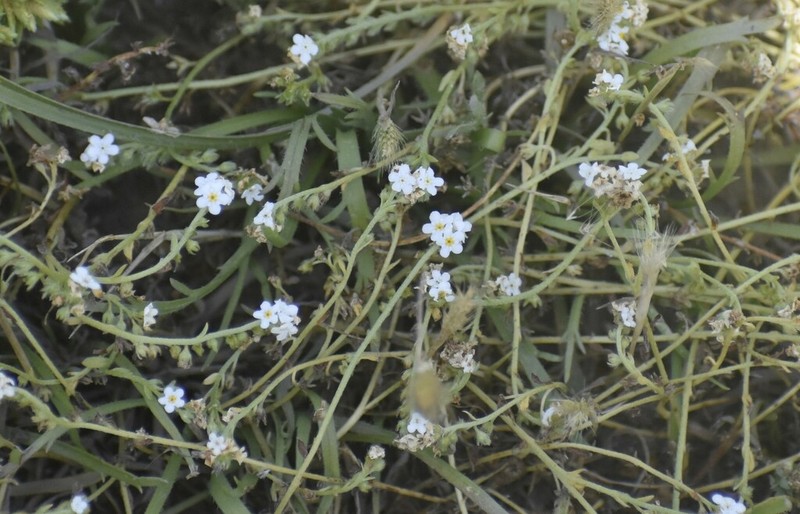 artist's popcornflower photo 3