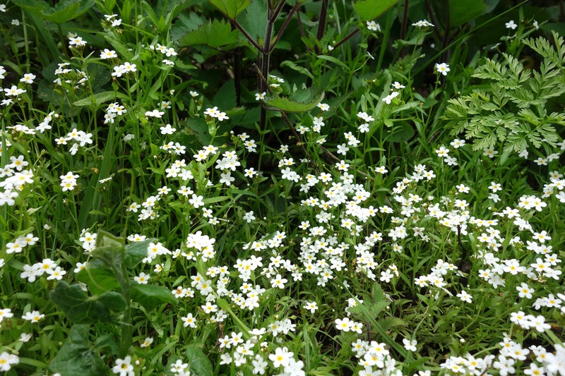 artist's popcornflower photo 4