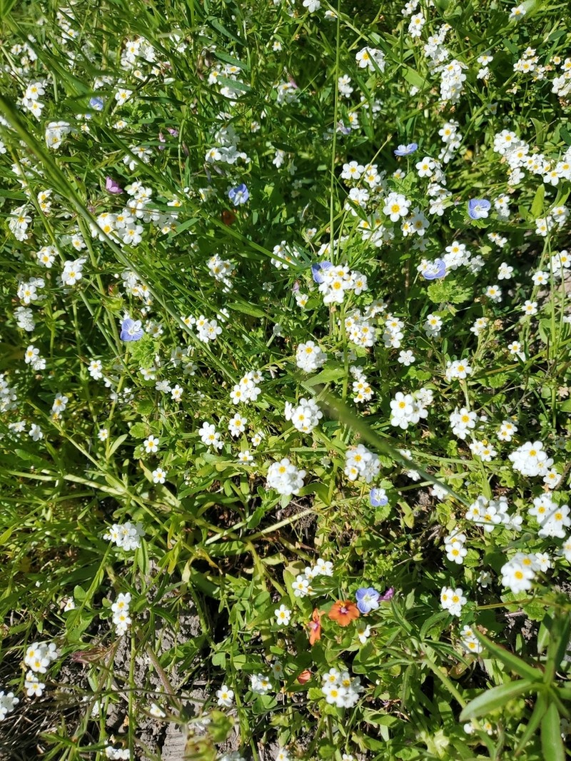 artist's popcornflower photo 5