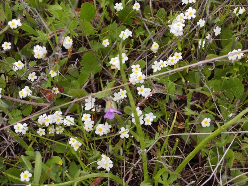artist's popcornflower photo 6
