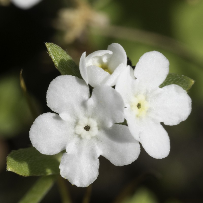 Plagiobothrys chorisianus var. chorisianus photo 3
