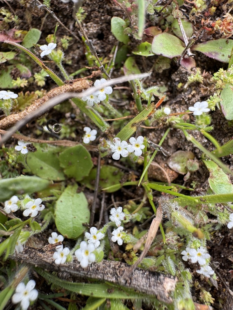 Plagiobothrys chorisianus var. hickmanii