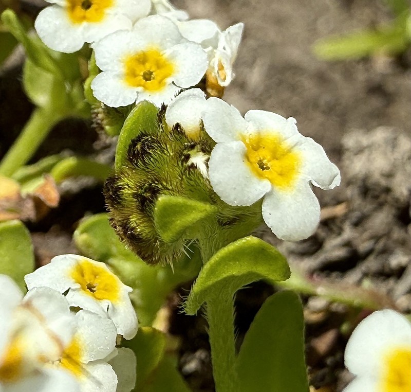 Plagiobothrys chorisianus var. hickmanii photo 3