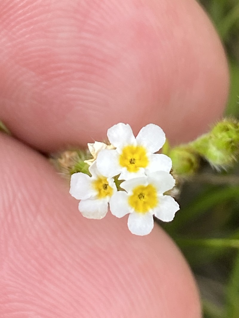 Plagiobothrys chorisianus var. hickmanii photo 4
