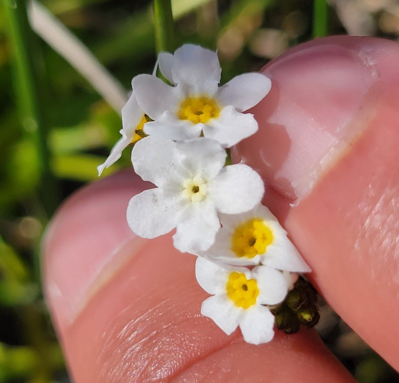Plagiobothrys chorisianus var. hickmanii photo 6