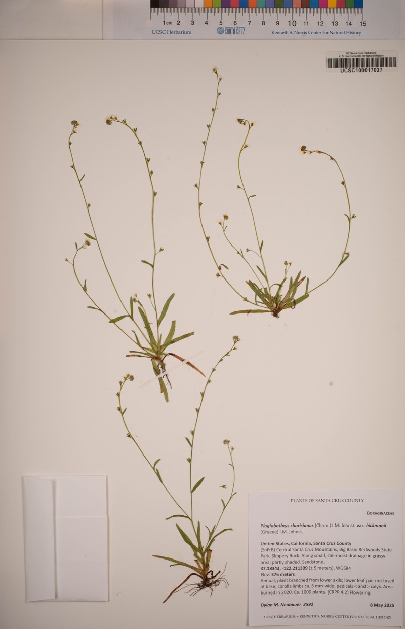 Plagiobothrys chorisianus var. hickmanii photo 7